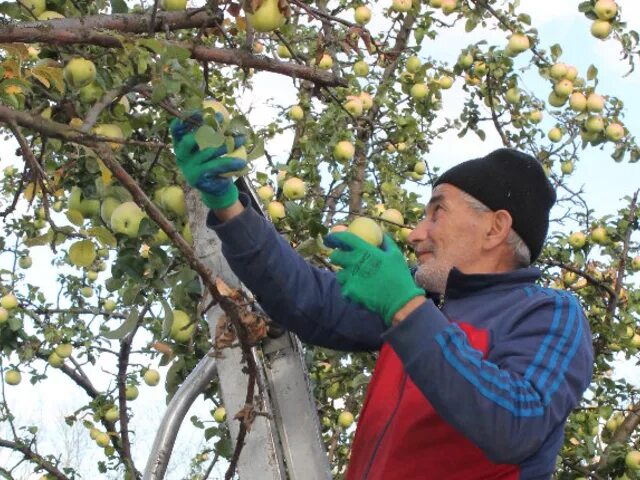 В саду собрали урожай яблок и груш. В саду собрали урожай яблок и груш