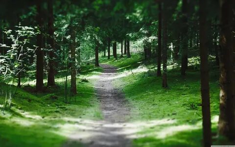 Forest paths