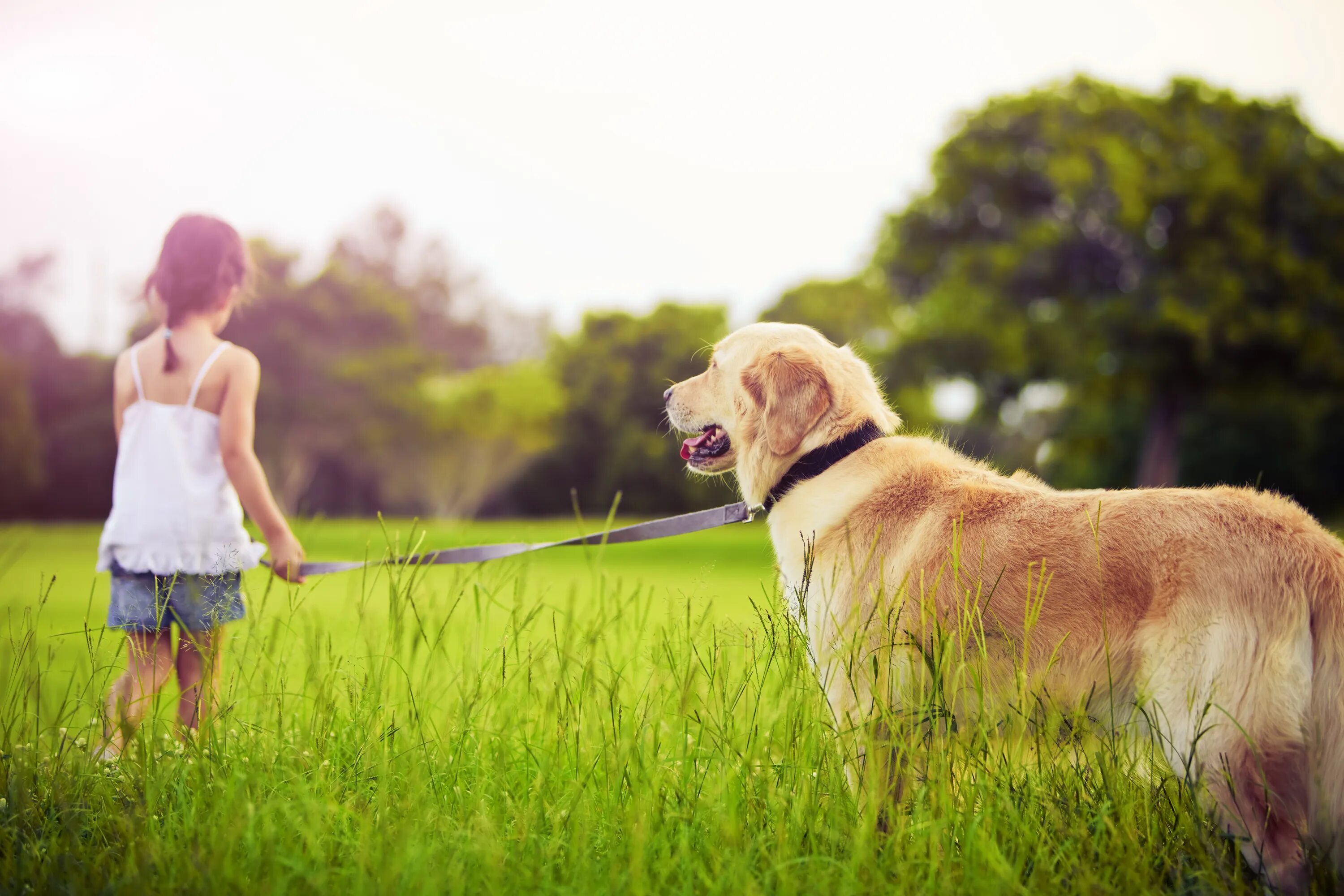 Get love pets. Лабрадор ретривер золотистый. Прогулка с собакой. Человек с собакой на природе. Девочка гуляет с собакой.