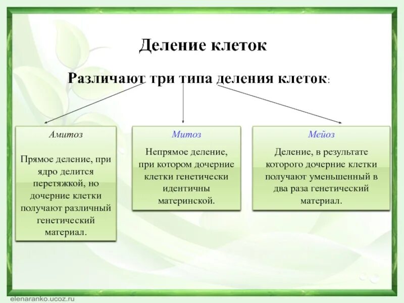 Типы деления клеток. Типы деления клеток митоз. Виды клеточного деления. Значение деления клеток. Биологический смысл деления клетки