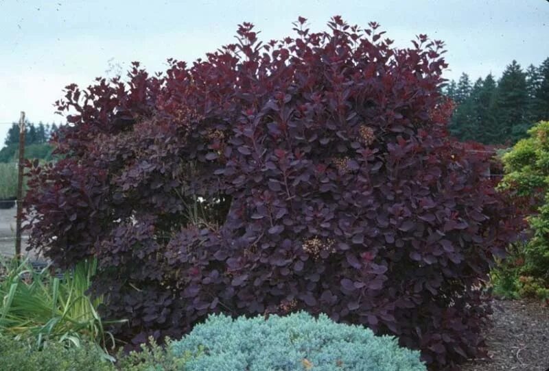 Куст с фиолетовыми листьями. Скумпия royal purple. скумпия кожевенная роял пёрпл. скумпия кожевенная royal purple. скумпия кожевенная кустарник.