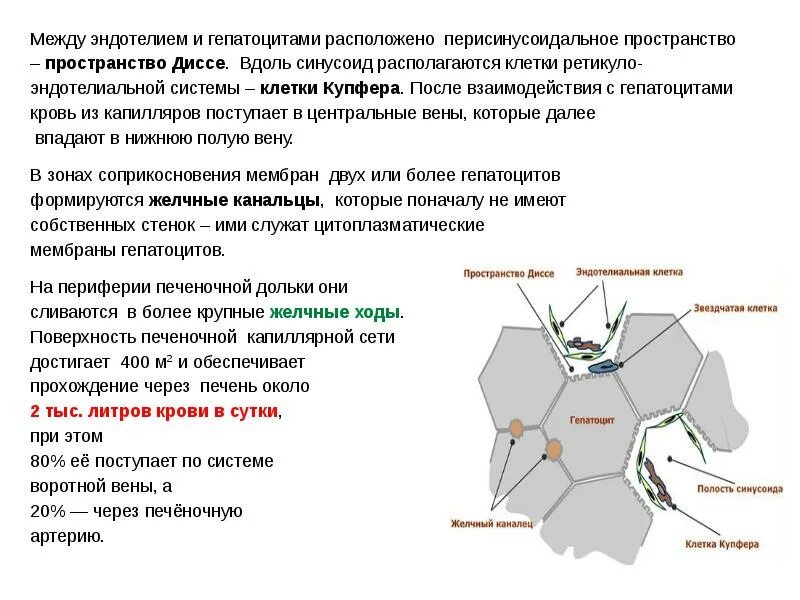 Прохождение через печень. Перисинусоидальное пространство печени. Пространство диссе в печени гистология. Пространство диссе гистология. Локализация пространства диссе печени.