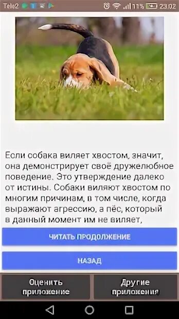 Перевод собак на человеческий. Если собака виляет хвостом. переводчик с собачьего. переводчик для собак. почему собака виляет хвостом.