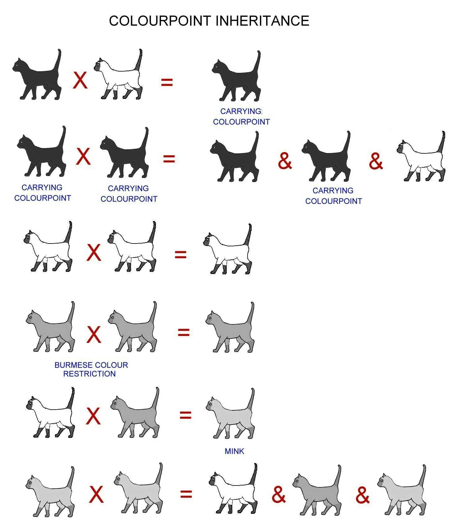 Табби окрас кошек генетика. Окрас кошек табби схема. Генетика окраса котов. Породы кошек таблица.