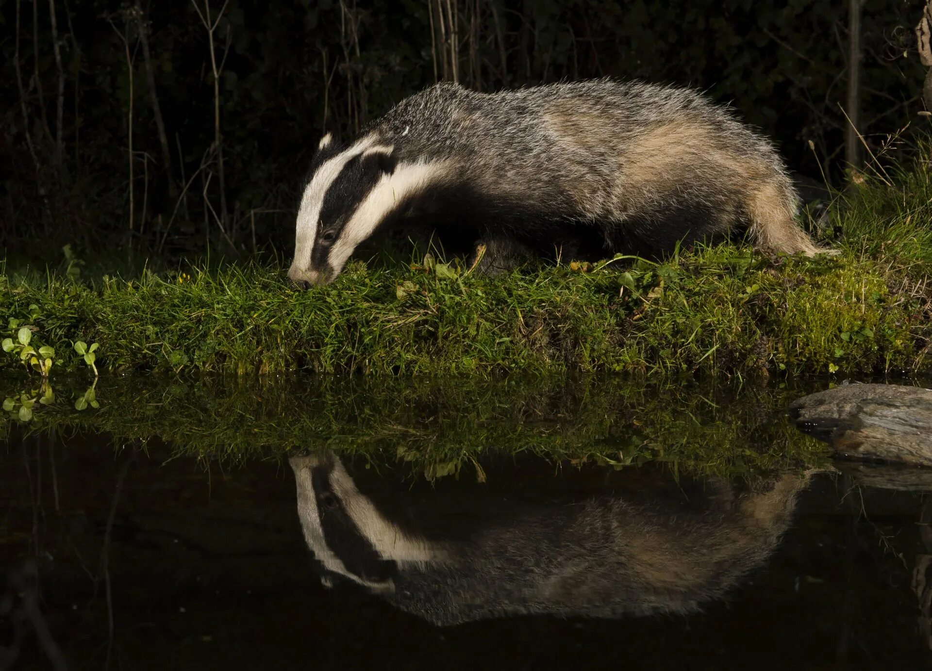 Барсук массаж. Badger badger badger фильм 2003. яванский барсук. барсуки псковская область. барсук в ленинградской области.