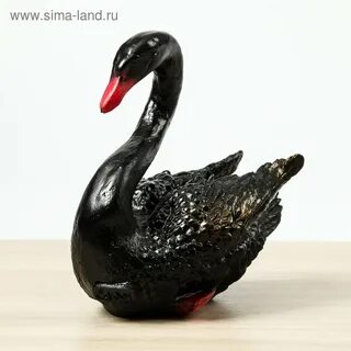 Конус черного лебедя