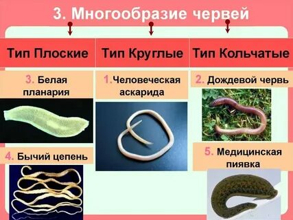 Позвоночник плоских круглых кольчатых червей