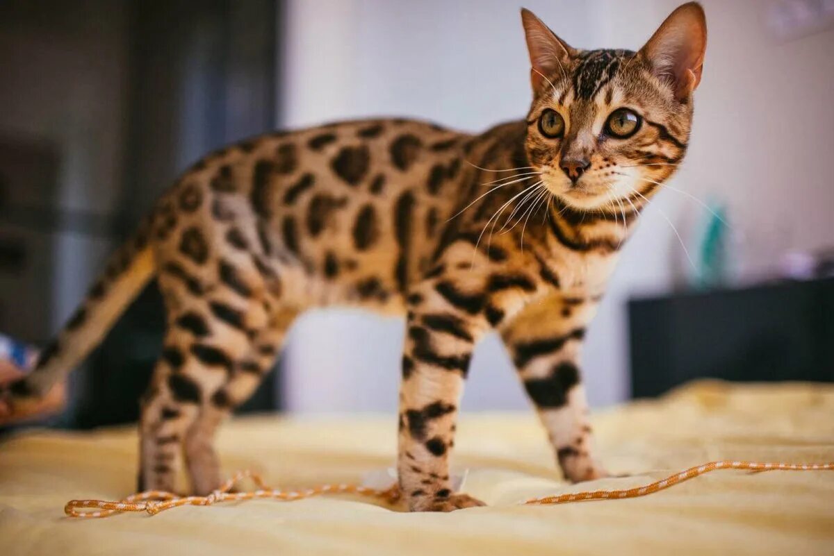 Сколько живут бенгальские коты
