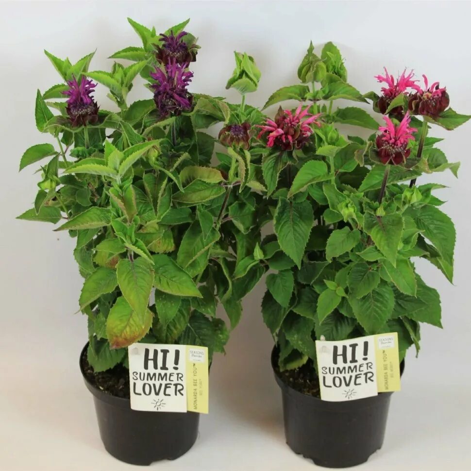 Монарда bee balm. Монарда двойчатая. Бергамот рассада. Монарда кардинал, бергамот. Бергамот выращивание из семян.