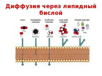 Простая диффузия это