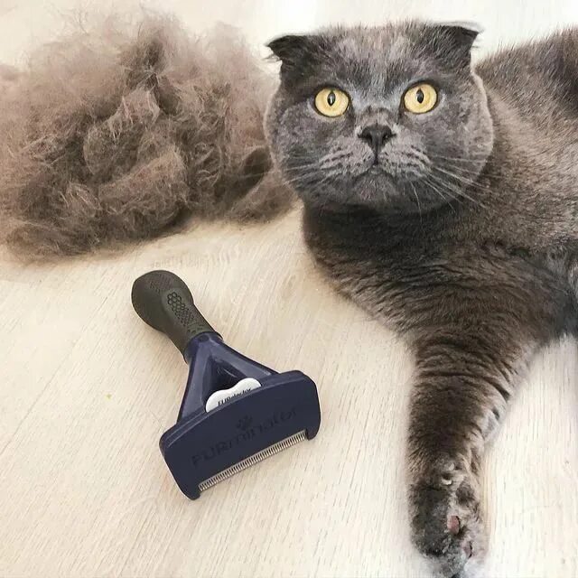 Расческа для кошек колтунорезка. Для вычесывания шерсти у кошек. Расчесывание шерсти у кошки. Для вычесывания шерсти фурминатор для кошек. Вычесывание мейн куна.