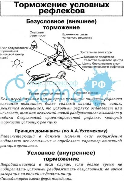 Охранительное значение имеет торможение условных рефлексов. Торможение условных рефлексов схема. внешнее торможение условных рефлексов. торможение условный рефлк. безусловное и условное торможение условных рефлексов.