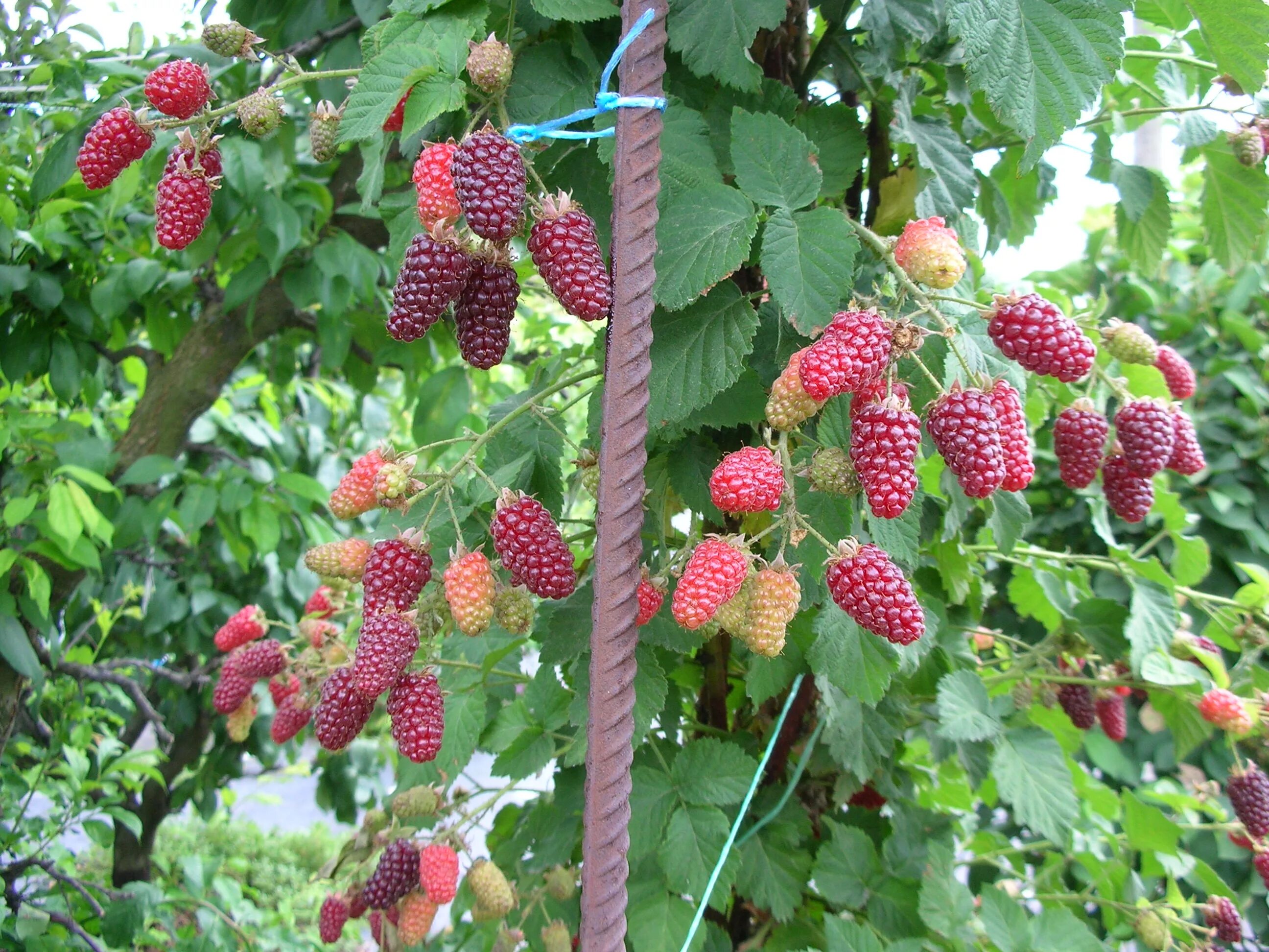 ежемалина (ежевика) логанберри. ежемалина сорт тайберри. ежемалина тайберри. ежемалина бакингем тейберри. ежемалина (ежевика) логанберри.