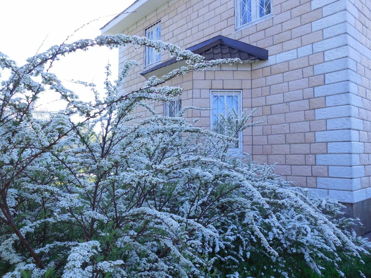 Нужно ли обрезать спирею на зиму