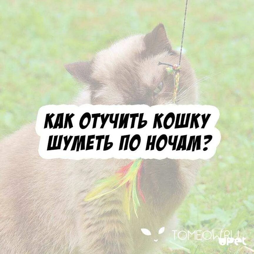 Как отучить кошку мяукать. Как отучить кота орать. как отучить кота мяукать по ночам. кот кричит по ночам.