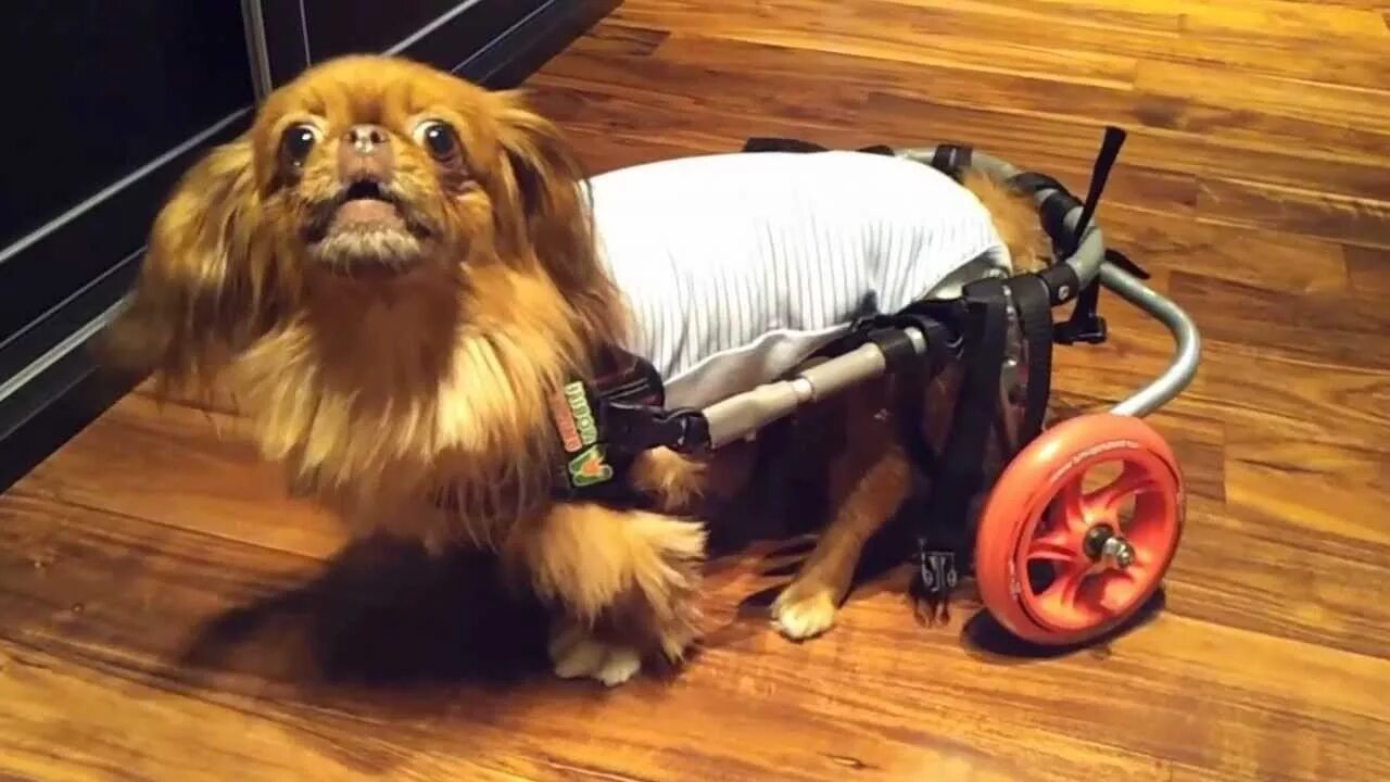 Энимал мобайл инвалидные коляски для собак. Инвалидная коляска для собак на задние лапы. Собака инвалид.