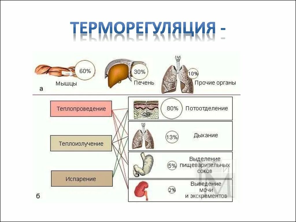 Регуляция температуры кожей. Механизмы теплопродукции и теплоотдачи. Пути теплообразования и теплоотдачи. Механизмы теплообразования и пути теплоотдачи. Физиологические механизмы теплопродукции и теплоотдачи.