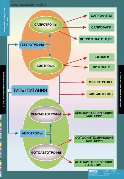 Питание организмов 10 класс