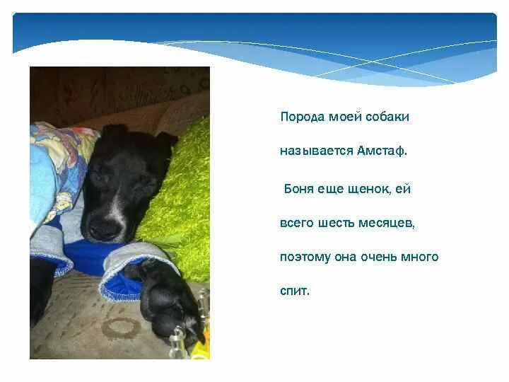 Составить рассказ мой щенок. Составить рассказ мой щенок. Михалков мой щенок презентация. Составить рассказ мой щенок. План стихотворения мой щенок.