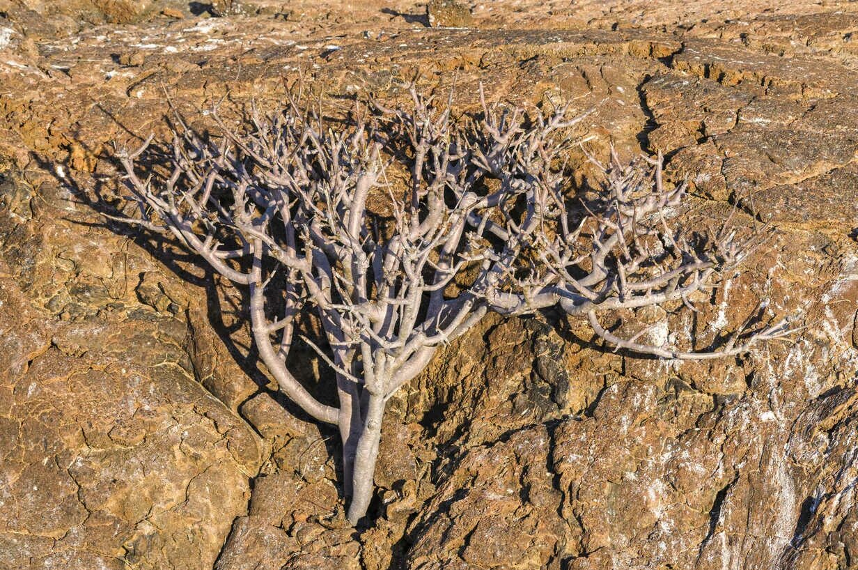 Паоло Санто дерево. Bursera graveolens дерево. Дерево Пало Санто Перу. Паласанта дерево.