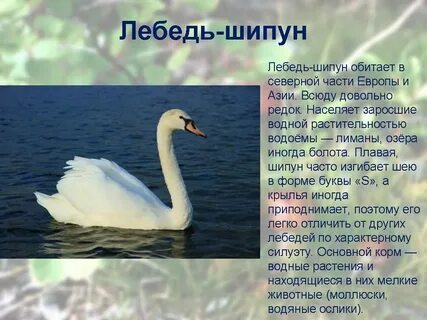 Текст лебеди впр