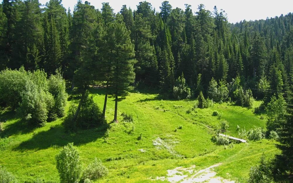 автономный лес. леса усть илимска. природный заповедник "малая сосьва". лиственница в лесотундре. леса хмао югры.