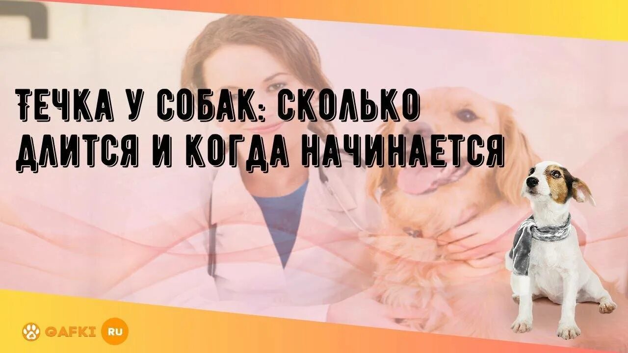 Течка у собаки длится. Сколько длится течка у собак. сколько дней длится течка у собаки. течка у собак продолжительность мелких пород.