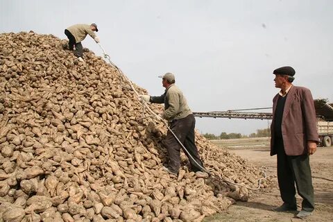 Сахарная свекла в мире