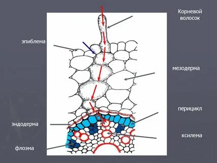 Перицикл