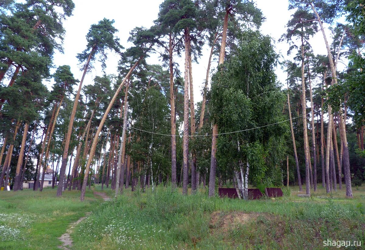 Солотча Рязань. Курортный поселок Солотча. Рязань поселок Солотча. Сосновый Бор Солотча. Поселок солотча