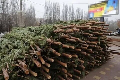 Почему не продают елки на улице 2023
