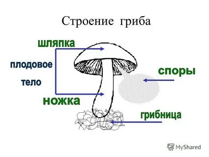 Нарисовать шляпочный гриб