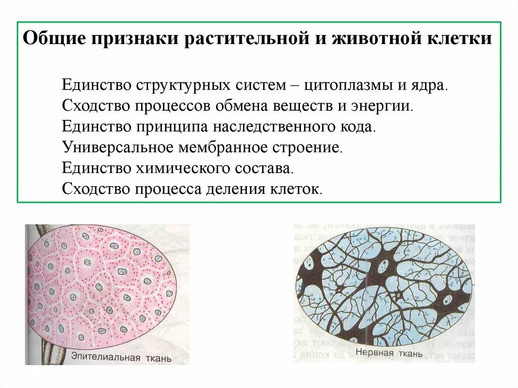 Выберите признаки растительной клетки. Общие признаки для клеток растений и животных. Признаки клетки. Общие признаки растительных и животных клеток. Общие признаки растительного клетка.