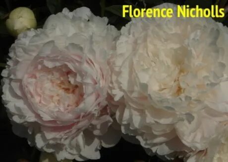 Пион флоренс николас. Пион флоренс николс. Пион молочноцветковый florence nicholls. Флоренс николс. Пион молочноцветковый "florence nicholls" (флоренс николс).