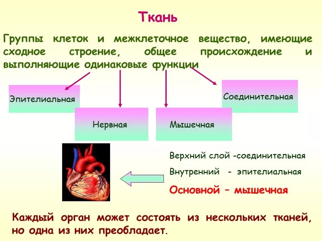 Почему клетки выполняют разные функции. Группа тканей общее строение и функции. Что состоит из клеток и межклеточного вещества?. Ткань состоит из клеток и межклеточного вещества. Ткани и структуры организма.