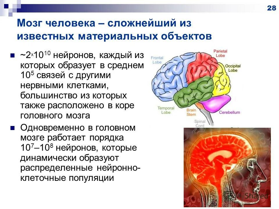 Интересное о мозге человека. Мозг человека доклад. Сообщение про мозг человека. Доклад о головном мозге.