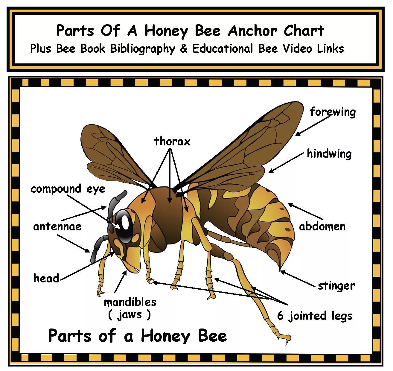 Перевод на английским языком bees