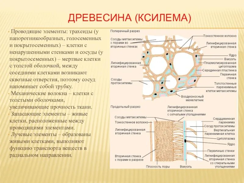 Какие клетки входят в состав древесины. Проводящие элементы древесины ксилемы 6 класс. проводящие элементы ксилемы (древесины) – трахеиды. ксилема ткань растений. проводящие элементы древесины ксилемы.