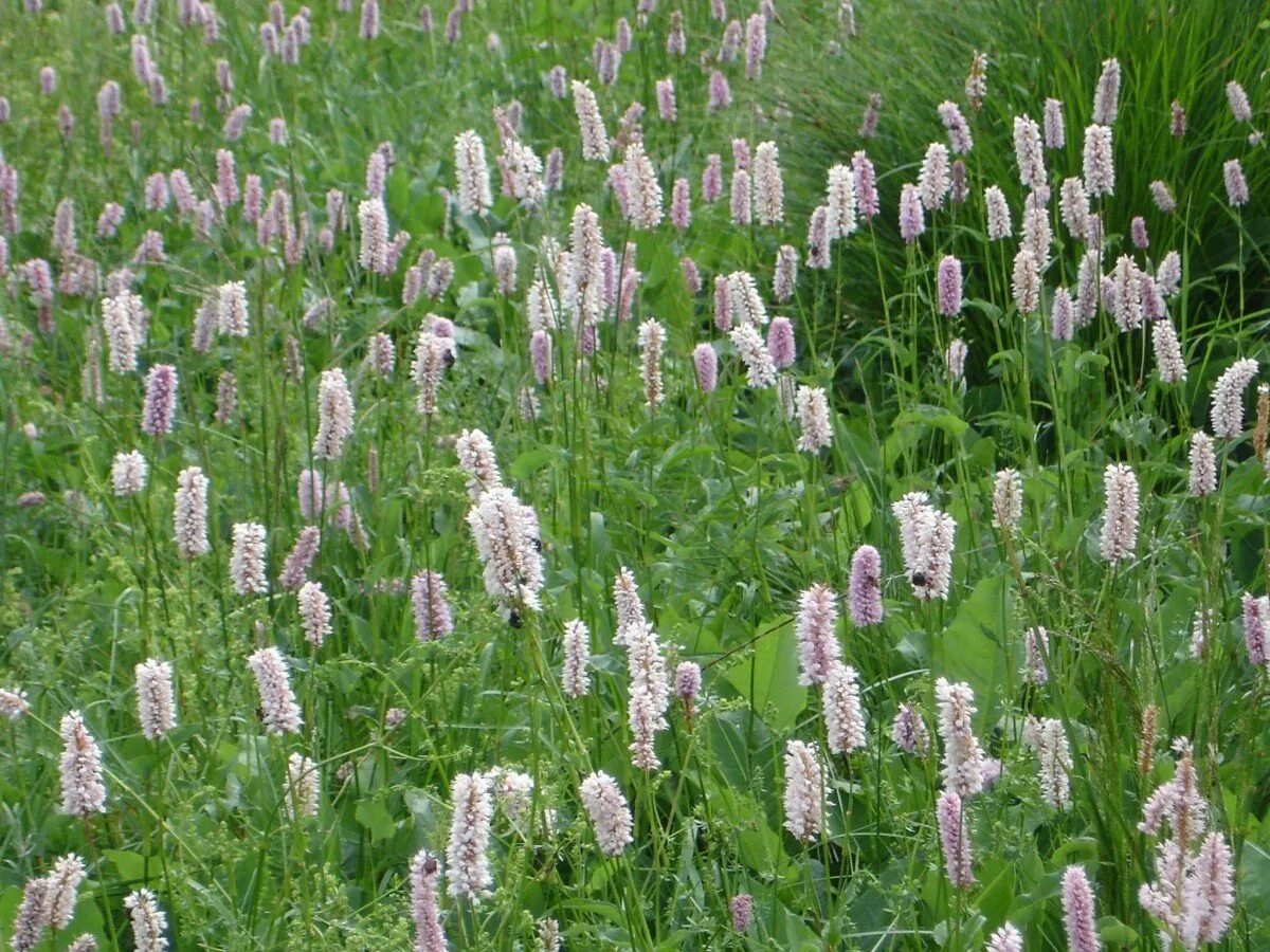 Горец змеиный спорыш. Polygonum bistorta. Цветки Polygonum bistorta. Persicaria bistorta.