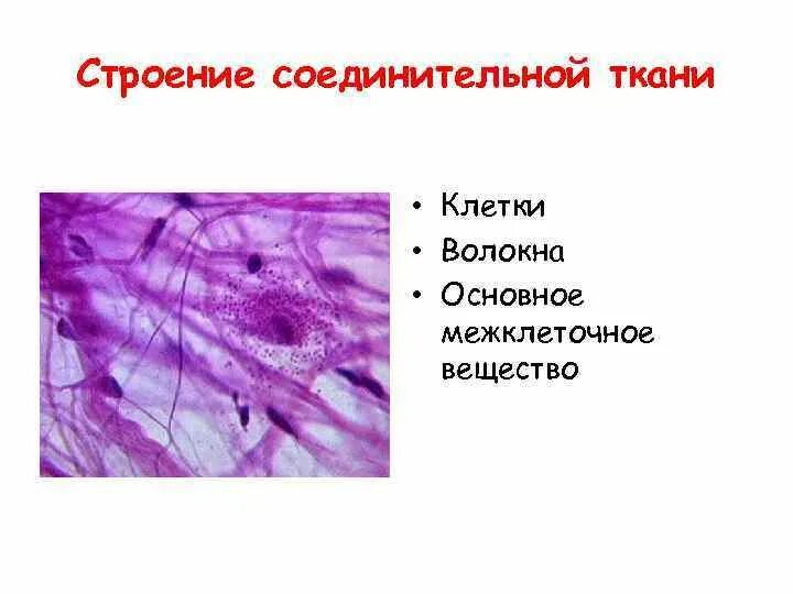 Функция соединительной ткани в мышцах. Строение соединительной ткани. Клетки рыхлой волокнистой ткани соединительной ткани. Соединительная ткань строение ткани. Строение соединительной ткани 7 класс.