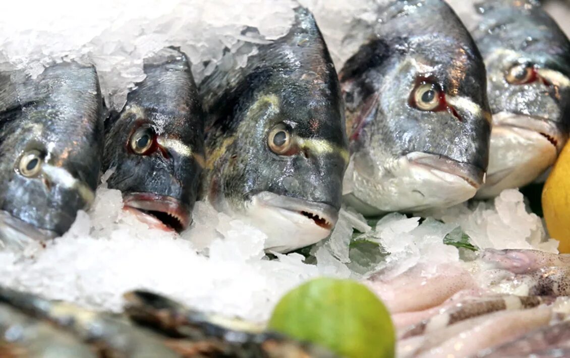 Почему рыба вредна. Опасные рыбы. вредная рыба. рыбная продукция.
