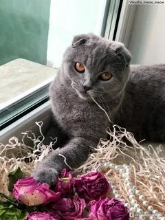 Вислоухий кот кастрированный