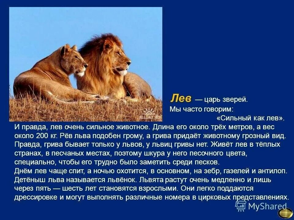 Едва ли какой либо обитатель. Рассказ про Льва. Описание Льва. Сообщение о Льве. Лев краткое описание.