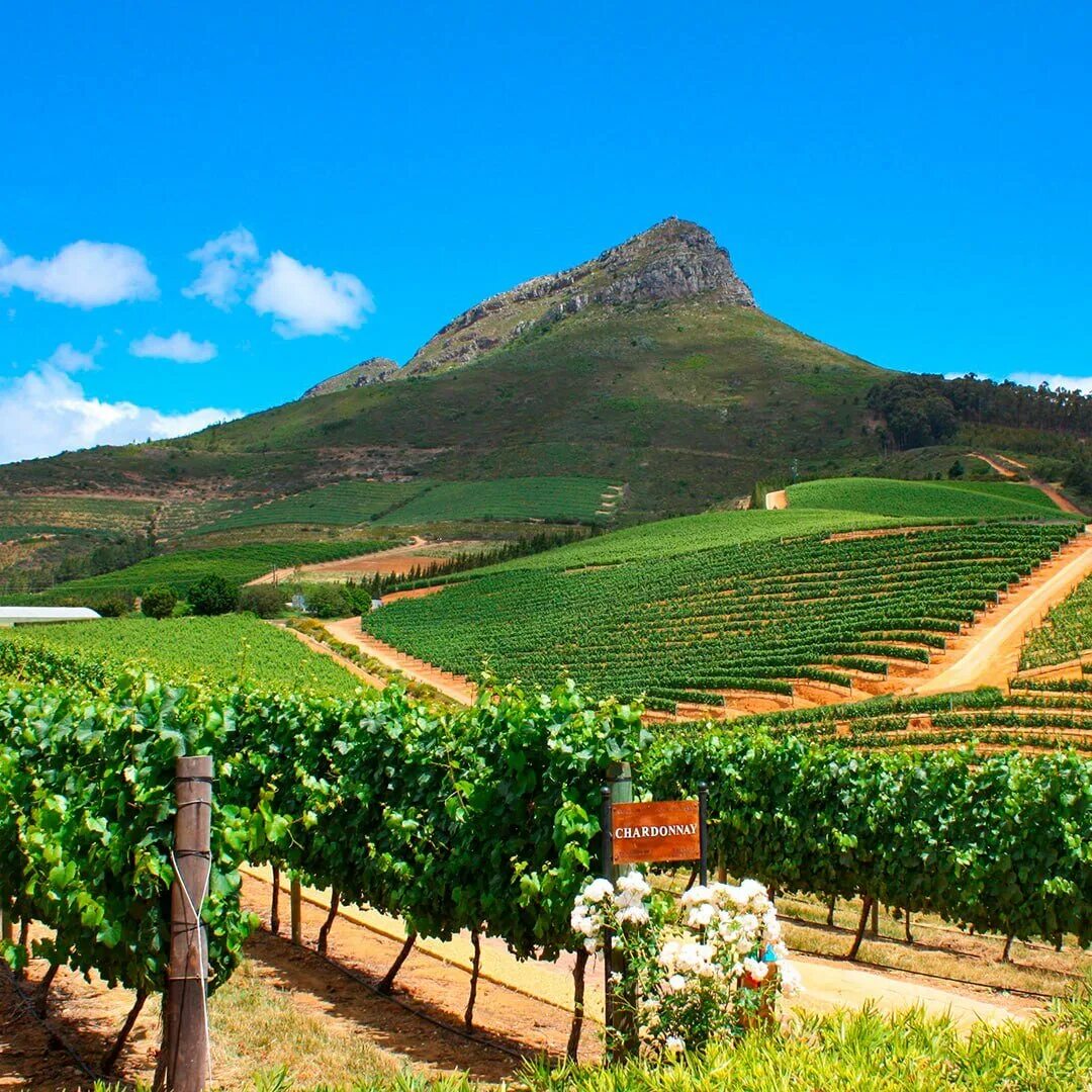Кейптаун винодельни. Винные фермы франшхук юар. Винные фермы франшхук юар. Долина стелленбош. Юар, западный кейп, стелленбош.