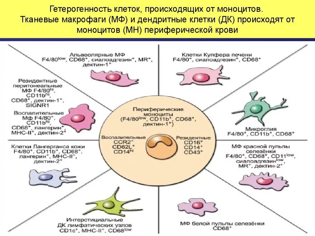 2 макрофаги. Виды макрофагов. Функция м2 макрофагов. Клетки макрофагической системы. Виды тканевых макрофагов.