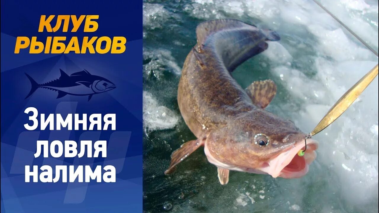 Налим ру клуб активной рыбалки. Налим чехов читать. Налим ру клуб активной рыбалки. Ловля налима на креветку. Клуб рыбалки налим.