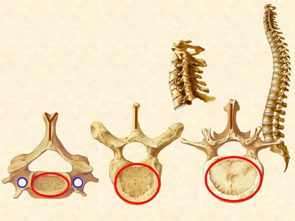 Тело позвонка шейного. Особенности строения шейных грудных и поясничных позвонков. Шейный грудной и поясничный позвонки. Строение шейного грудного и поясничного позвонка. Особенности строения позвонков шейного отдела.