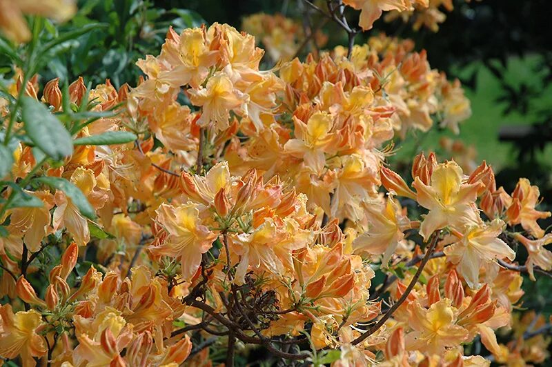 Рододендроны голден. Рододендроны голден. Golden lights рододендрон. Рододендрон голден торч. Рододендроны голден.