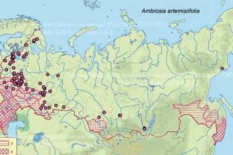 Где нет амброзии