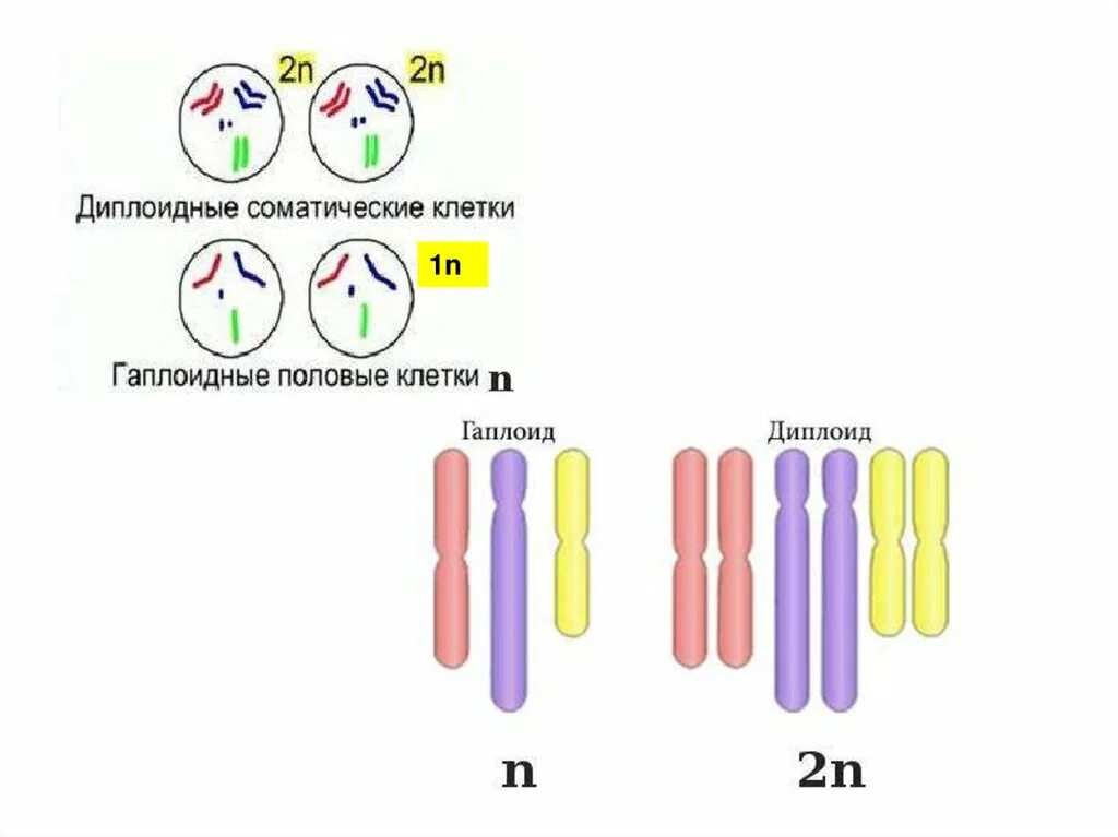 В половых клетках любого организма набор хромосом. Гаплоидные клетки и диплоидные клетки. Гаплоидный и диплоидный набор хромосом. Гаплоидный диплоидный схема. Соматическая диплоидная клетка.